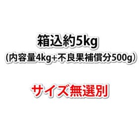 【箱込約5kg】熊本県産 デコみかん（傷あり、不揃い、ご家庭用）