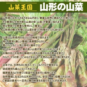 【1kg】山形県産 促成山菜 たらの芽 50g×20パック(クール便)