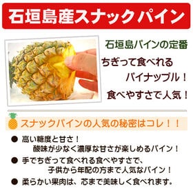 【予約受付】4/27~順次出荷【3kg(3~5玉)】石垣島産 スナックパイン（ボゴールパイン）