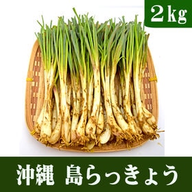 【予約受付】3/25~順次出荷【約2kg】沖縄産 島らっきょ...
