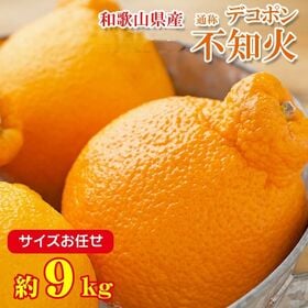 【約9kg/サイズお任せ】和歌山県産 不知火 (ご家庭用・傷あり) | 旬の果物、ほどよい酸味があり濃厚な味わいをお楽しみください。
