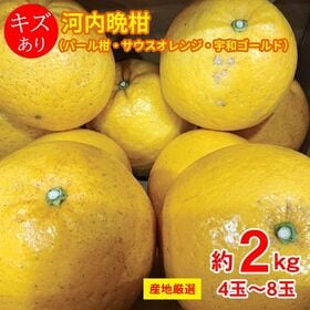 【予約受付】3/15~順次出荷【約2kg/4~8玉】河内晩柑（厳選発送）ご家庭用・傷あり | 豊富で果肉がやわらかく、さっぱりとした甘味があります。4玉~8玉。