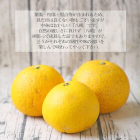 【10kg】八朔(はっさく) ※ご家庭用(サイズ不揃い・枝傷・葉傷・黒点等あり)