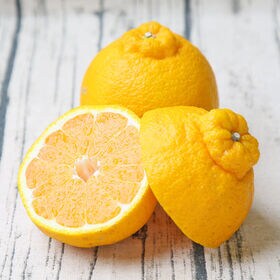 【10kg】ひめぽん(不知火)  ※多少の葉傷・黒点あり、サ...