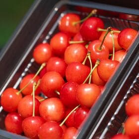 【予約受付】6/10~順次出荷【600g/Lサイズ】山形県産さくらんぼ「佐藤錦」秀品 【冷蔵】