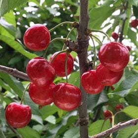 【予約受付】6/10~順次出荷【600g/Lサイズ】山形県産さくらんぼ「佐藤錦」秀品 【冷蔵】