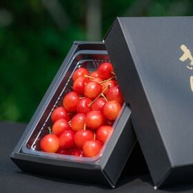 【予約受付】6/10~順次出荷【300g/Lサイズ】山形県産さくらんぼ「佐藤錦」秀品 【冷蔵】
