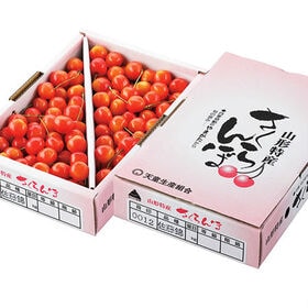 【予約受付】6/5~順次出荷 【1kg/Mサイズ以上】山形県産さくらんぼ「佐藤錦」※ご家庭用