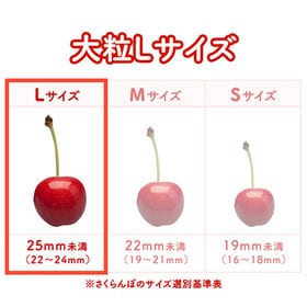 【予約受付】4/20~30順次出荷秀品【500g/Lサイズ】 山形県産ハウスさくらんぼ佐藤錦