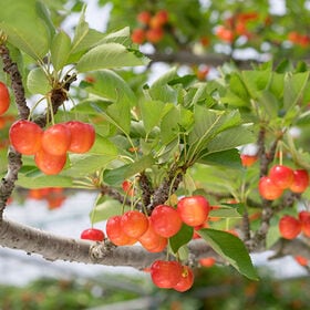 【予約商品6/5より順次出荷】ご家庭用[Mサイズ/約180g×2]山形県産さくらんぼ品種おまかせ