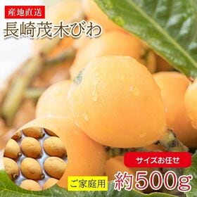 【予約受付】4/15~順次出荷【約500g(サイズお任せ)】...