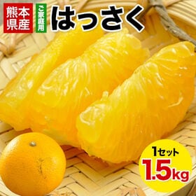 【1.5kg】はっさく柑 (八朔・紅八朔)※ご家庭用（傷あり サイズ不選別）