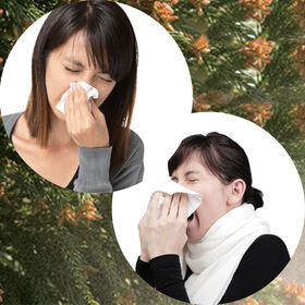 べにふうき茶粉末 100g(約200杯分)