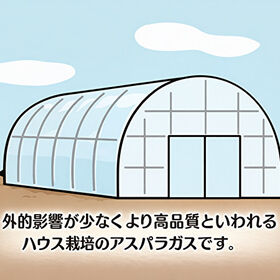 ＜ハウス栽培・発送は4月上旬以降順次＞ 北海道産 朝採りグリーンアスパラ 1kg※L-2Lサイズ混同