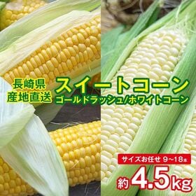 【予約受付】5/20~順次出荷【約4.5kg(9~18本)】朝採れスイートコーン【冷蔵】