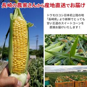 【予約受付】5/20~順次出荷【約4.5kg(9~18本)】朝採れスイートコーン【冷蔵】