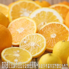 【7kg】初夏セット（ご家庭用・サイズ込・枝傷・黒点等あり）