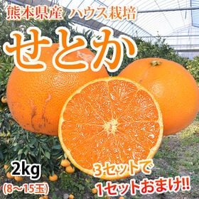 【約2kg】熊本県産 せとか（傷あり、不揃い、ご自宅用）