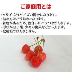 【予約受付】6/5~順次出荷 【1kg】山形県産さくらんぼ 佐藤錦 M、L ご家庭用(クール便)