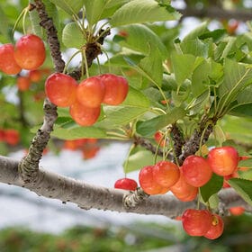 【予約受付】【200g】L玉 母の日ギフト ハウスさくらんぼ(佐藤錦)ダイヤパック