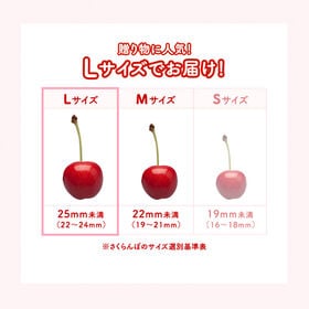 【予約受付】母の日ギフト ハウスさくらんぼ(佐藤錦)チョコ箱詰めL玉・24粒入り