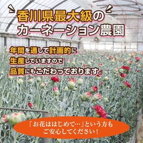 【予約受付】5/7~順次出荷 【母の日】特別なカーネーション ※5/7~9に出荷いたします！