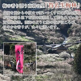 【予約受付】5/25~順次出荷【約2kg】青梅 白加賀梅 秀品