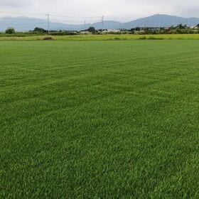 省管理型コウライシバTM9