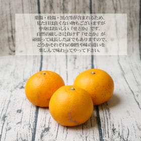 4/30お申込み終了！【4kg】愛媛県産せとか(ご家庭用)