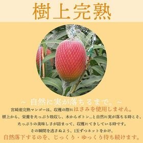 【宮崎】2L2玉　完熟マンゴー