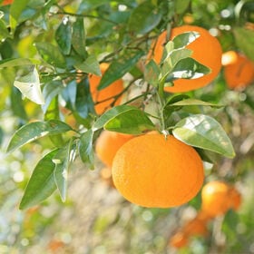 【計16kg/8kg×2箱】愛媛県産 甘夏 サイズおまかせ　※ご家庭用・傷あり