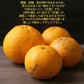 【計16kg/8kg×2箱】愛媛県産 甘夏 サイズおまかせ　※ご家庭用・傷あり