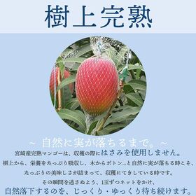 【予約受付】4月下旬~順次出荷【宮崎】2L2玉　完熟マンゴー ・太陽のタマゴ