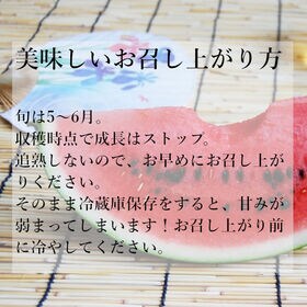 【予約受付】5月上旬~順次出荷【熊本】1玉　小玉すいか「ひとりじめ」