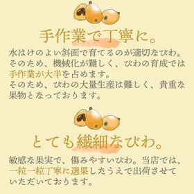 【九州】 2パック　枇杷(びわ)