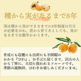 【九州】 12-15粒ギフト箱　枇杷(びわ)