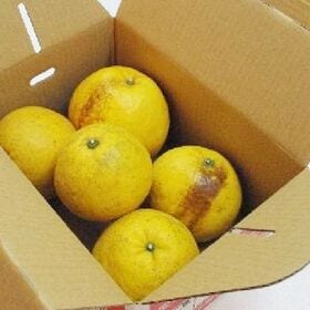 【8kg】宇和島産 河内晩柑 (ご家庭用・傷あり)