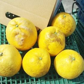 【8kg】宇和島産 河内晩柑 (ご家庭用・傷あり)