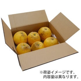 【箱込約5kg】熊本県産 河内晩柑（ご家庭用、傷あり）