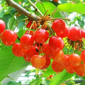 【予約受付】6/1~順次出荷【約700g/特秀品・Lサイズ】山形県産さくらんぼ「佐藤錦」特秀品