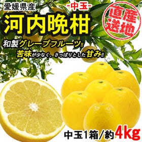 【約4kg】 愛媛県産河内晩柑 (中玉)