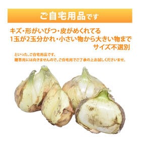 【箱込約10kg】熊本県産 サラダ玉ねぎ(ご家庭用・傷あり)