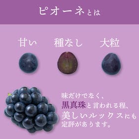 【予約受付】7月中旬~順次出荷【岡山 】2房　ピオーネ