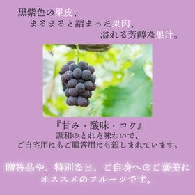 【予約受付】7月中旬~順次出荷【岡山 】2房　ピオーネ