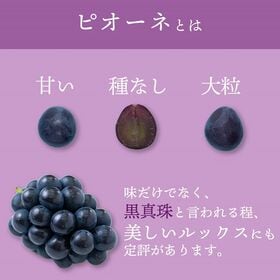 【予約受付】6月下旬~順次出荷【岡山 】3房　ピオーネ