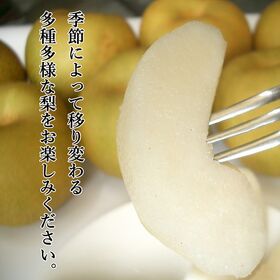 【予約受付】7月下旬~順次出荷【九州】 2.5kg 旬の和梨