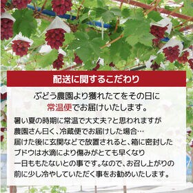【予約】7/13~順次出荷【秀品 約1.0kg(1~2房)】島根県出雲市産 神紅 (しんく) ぶどう