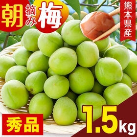【予約受付】6/15~順次出荷【1.5kg】朝摘み梅《秀品》 | 梅シロップ・梅干しに！