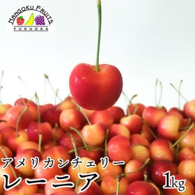 【アメリカ】1kg　レーニアチェリー | 赤と黄色のグラデーションが可憐なレーニアチェリー！