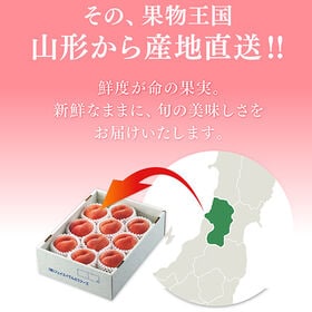 【予約受付】8/1~順次出荷【約2kg】山形県産白桃(品種・玉数おまかせ)※ご家庭用